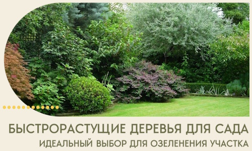 Быстрорастущие деревья для сада идеальный выбор в Беслане