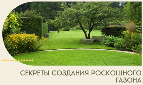 Секреты создания роскошного газона в Беслане